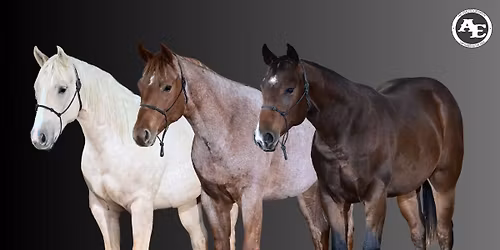 24th Annual Penn State Quarter Horse Sale and Equine Science Showcase