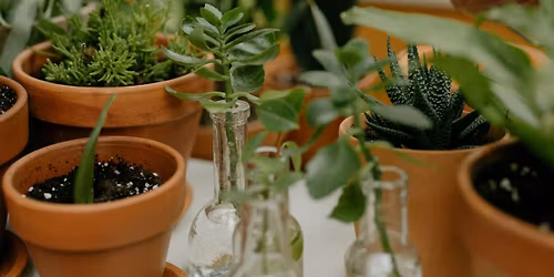 Houseplant Propagation with Master Gardeners