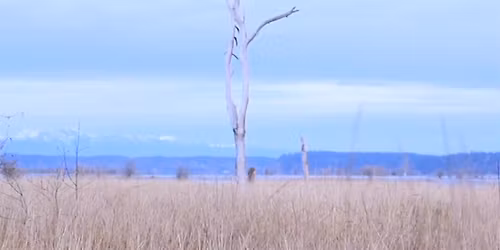 Cinema Divina Film Screening & Contemplative Gazing