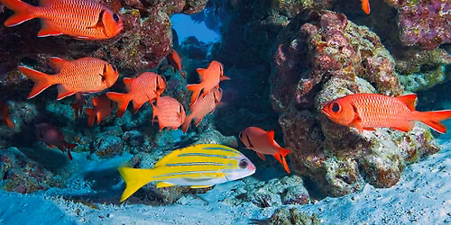 South Florida Fun Diving on the Deep Reefs, Advanced Divers only