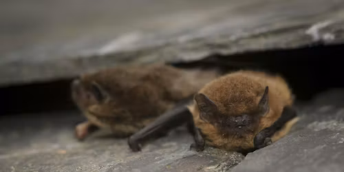 Brockholes Adults Only Bat Walk - Thursday 3rd September
