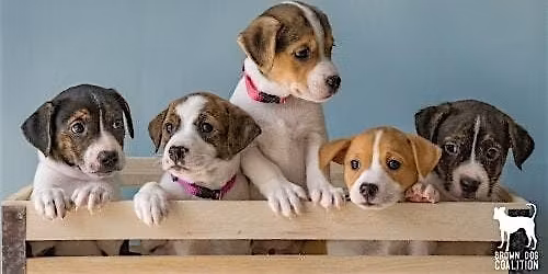 Join us for Paws and Paddles!