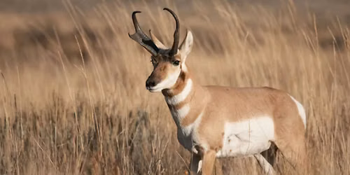 Pronghorns: Spirit of the Grasslands Film Festival