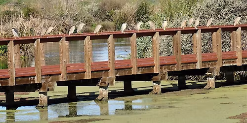 Birding Moorhen Marsh - Beginners Welcome!