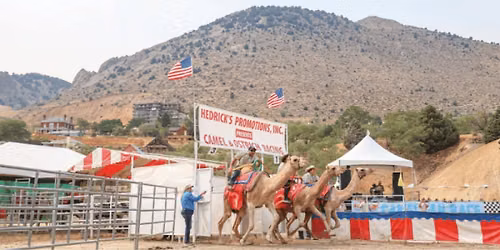 International Camel & Ostrich Races