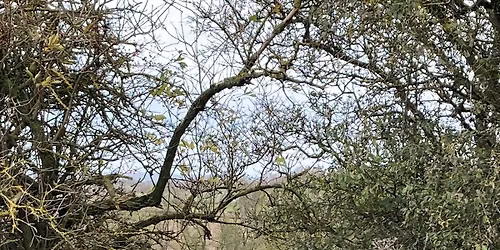 November 2025 - Sunday Walk - Bulwick, Northants