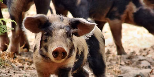 Pigs & Prosecco at Puxton Park