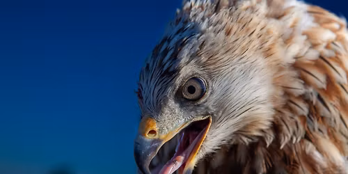 Flyv med den R\u00f8de Glente - en unik 360 oplevelse i Planetarium