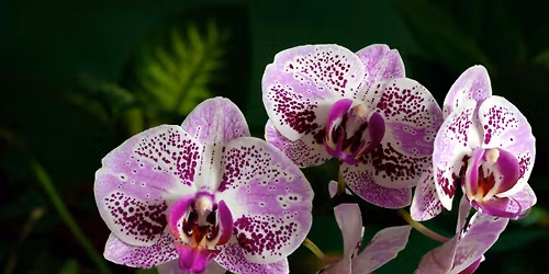 Living With Intention Retreat