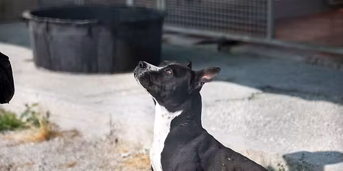 COERCIZIONE E GENTILISMO: una battaglia che dovremmo far vincere ai cani