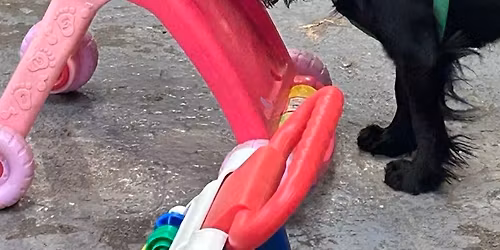 Nosework for Beginners Intro Course