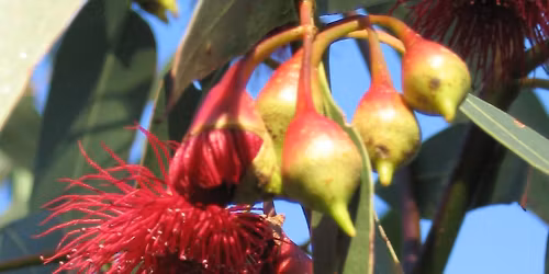 An Introductory Mindfulness Meditation Course at the Food Co-Op