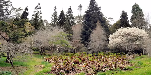 Curator Tour - Geographic and Arboretum