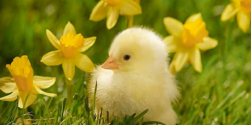 Kids' Yellow Chick Floral Class