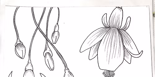 April- Second Saturday : Fuchsias