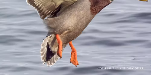 Algoma Ducks Unlimited banquet 2026