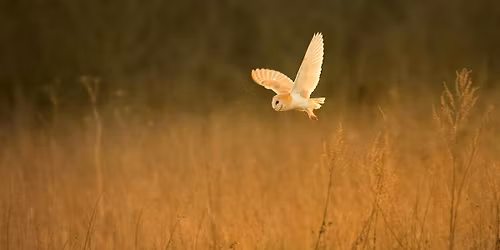 Naze Birds of Prey Evening