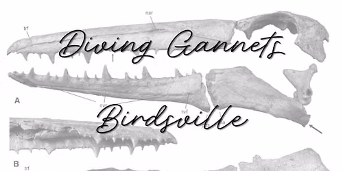 Diving Gannets, Birdsville, The Timid Sea, Kryptic Nature @ La's 