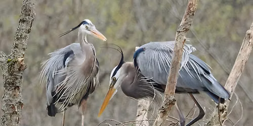 More Than Meets the Eye: Prize-winning Plumage and Bird Behaviors