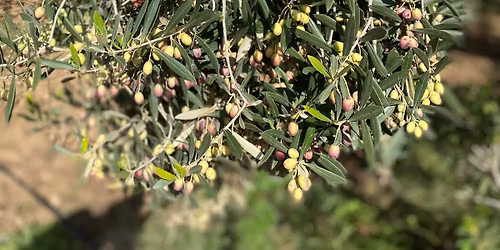 Lanseringsevent Nour Olive Oil \ud83d\udc9a