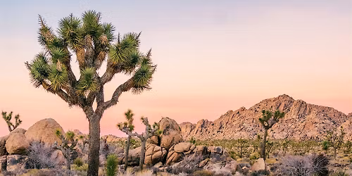 Palm Springs & Joshua Tree: National Park Self-Guided Tours