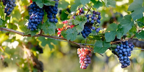 Tasmanian Pinot Masterclass