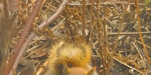 Guided Walks: Animal Riddles 