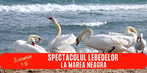 EXCURSIE 1 ZI SPECTACOLUL LEBEDELOR LA MAREA NEAGRA
