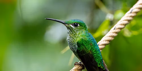 Costa Rica fantasztikus \u00e9l\u0151vil\u00e1ga - Cs\u00e1sz\u00e1r Zsuzsanna \u00e9s Horv\u00e1th M\u00e1rton az Egri Vil\u00e1gj\u00e1r\u00f3 Klubban