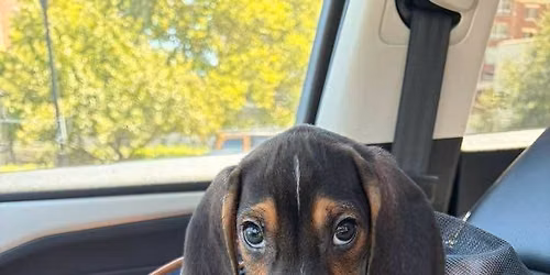 Adoption Event