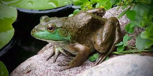 Sustainability at Home: Small Ponds and Backyard Water Gardens