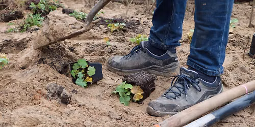 De Grote Plantdag (Velsen-Noord + Velserbroek)