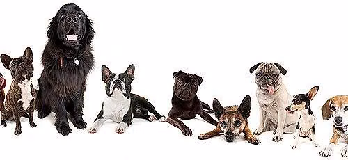 Adoption Event: Hollywood Feed\/Erin Way