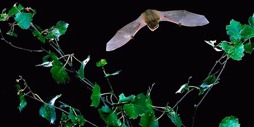 Bat Walk 21 Aug - Westcombe Woodlands, Maze Hill , SE3
