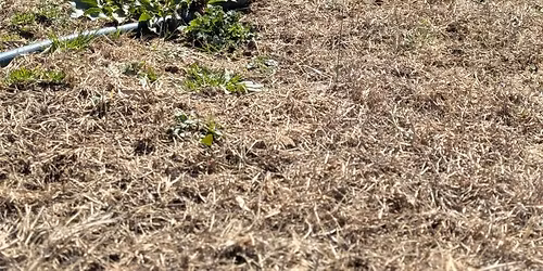 Easter Eggs and PUPPIES!!!