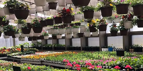 Spring Greenhouse Sale