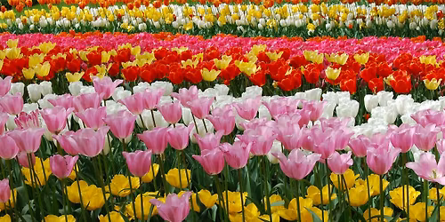 Maharishi \u00c1jurV\u00e9da Konzult\u00e1ci\u00f3 & Eg\u00e9szs\u00e9gnap (P\u00c9CS)