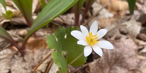 Spring Ephemeral Wildflower Walk