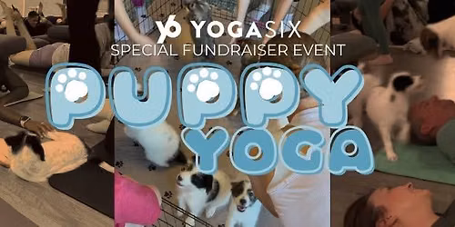 🐶 Puppy Yoga Fundraiser @ YogaSix OP