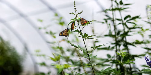 Midwest Monarch Fest