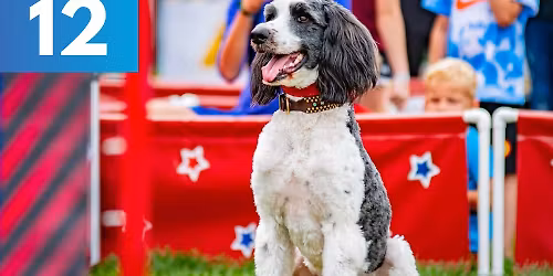 The Perondi's Stunt Dog Show Experience