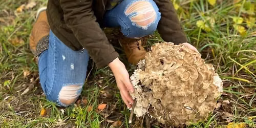 Foraging Plants and Mushrooms Walk