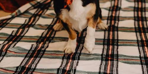 Holiday Pet Portraits at Lakeshore Humane Society