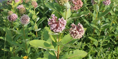 Native Plant Workshop Plus Sale