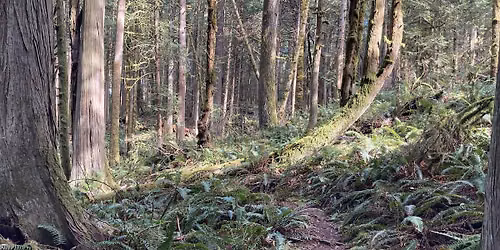 Ancient Forest Preserve Trail Party - PDX