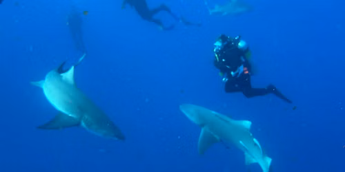 Shark Dive, Salty Divers, Jupiter Fl