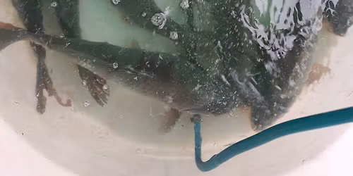 prodej kapr\u016f Brno 