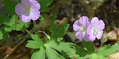 Spring Ephemerals Workshop: Botany and Bloom Series
