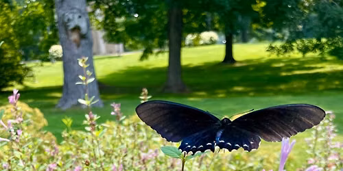 Master Gardeners Presents: Starting a Pollinator Garden