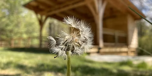 Yoga in the Park - Daniel Boone Native Gardens